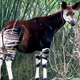 Image for article titled Legendary cryptids that turned out to be absolutely real